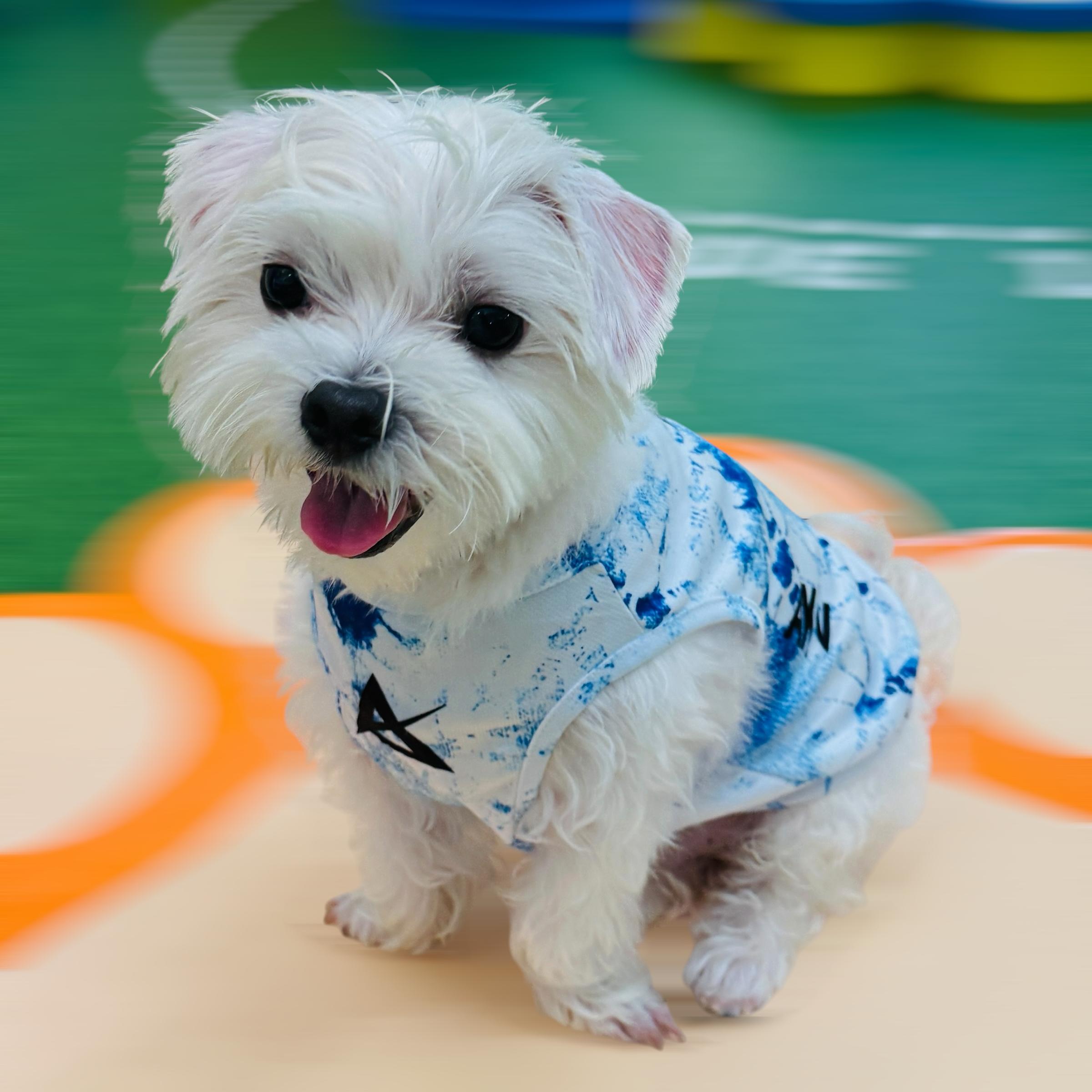AKIV Dog Quick-Drying Vest | Aoki Wave
AKIV 狗狗快乾背心 | 青霧湧浪