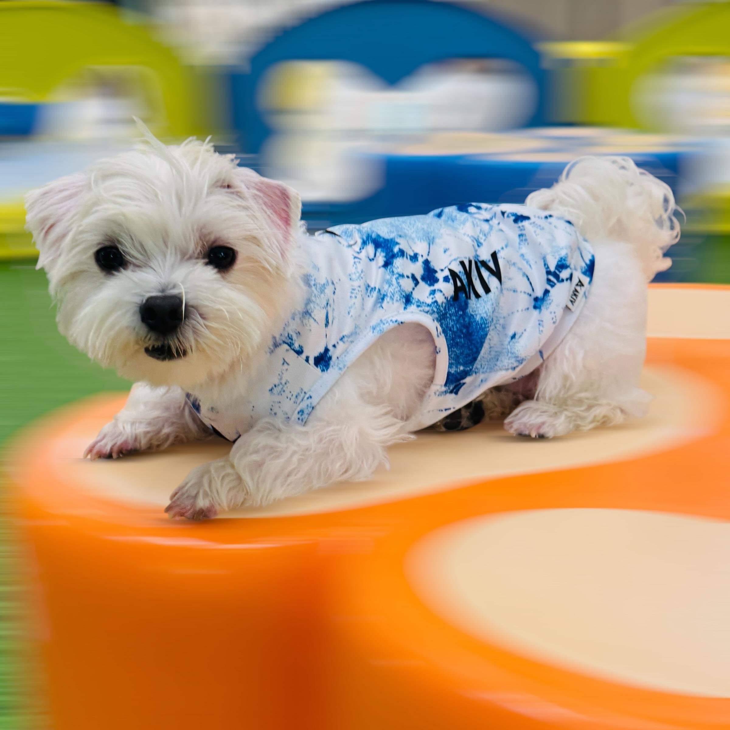 AKIV Dog Quick-Drying Vest | Aoki Wave
AKIV 狗狗快乾背心 | 青霧湧浪