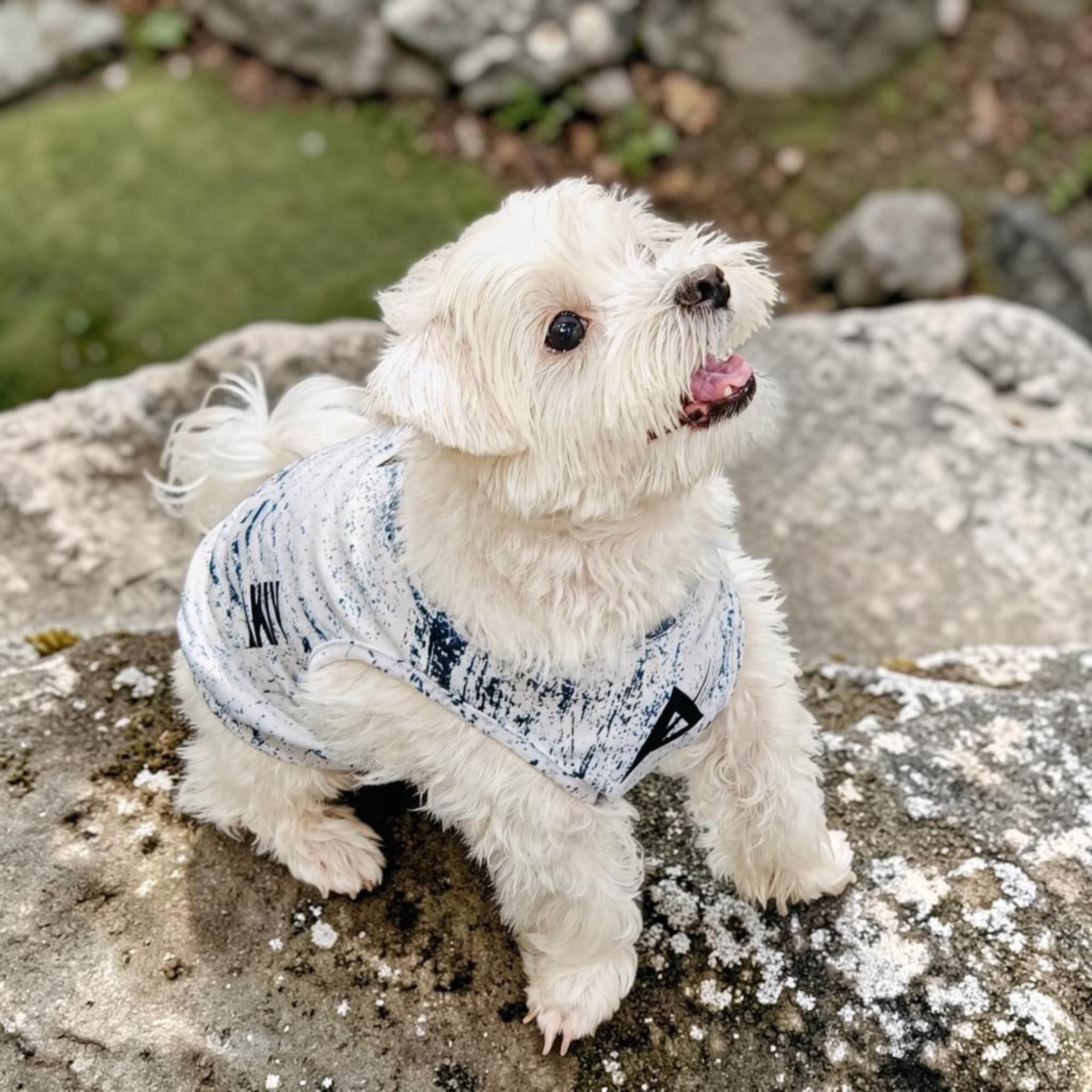 AKIV Dog Quick-Drying Vest | Aozora Mesh
AKIV 狗狗快乾背心 | 青空薄霧