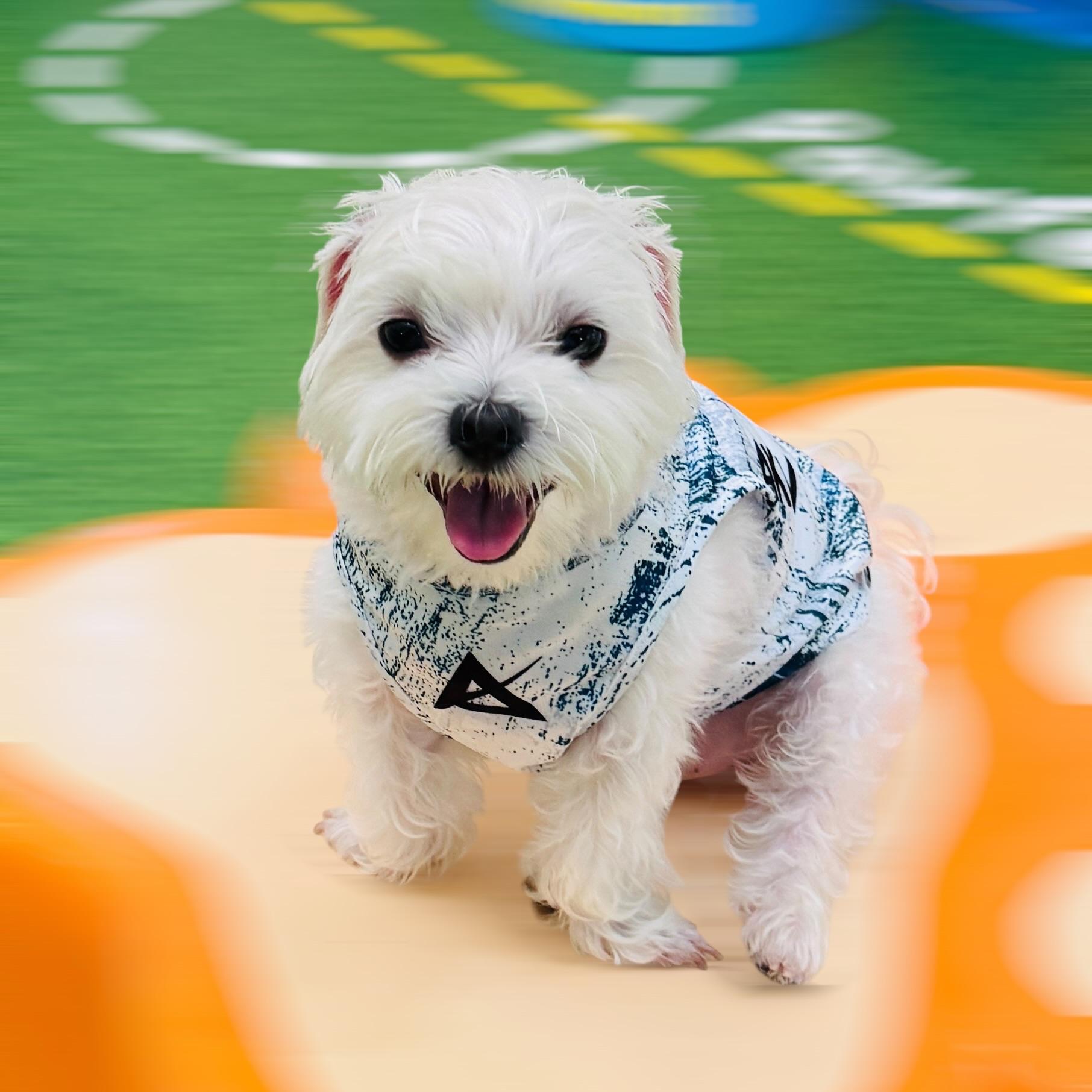 AKIV Dog Quick-Drying Vest | Aozora Mesh
AKIV 狗狗快乾背心 | 青空薄霧