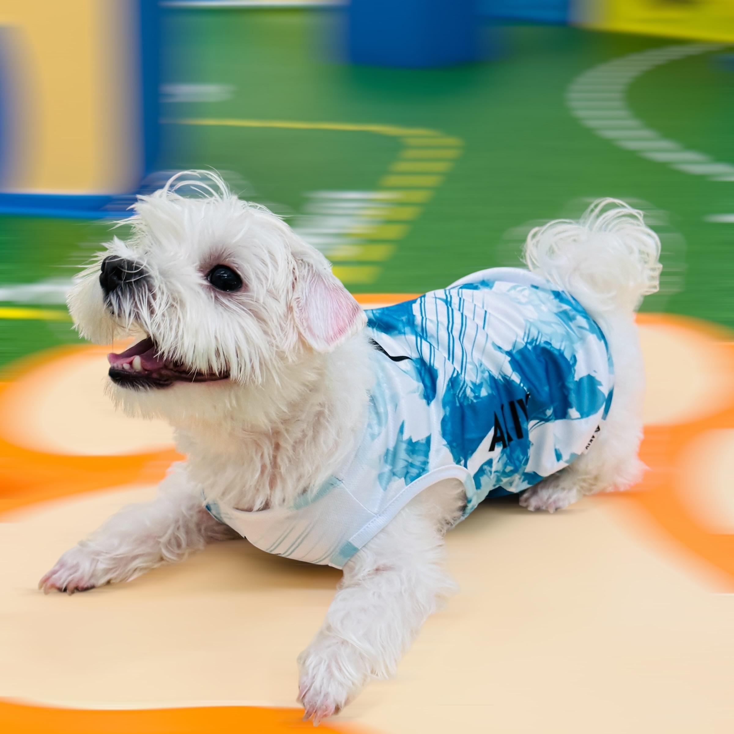 AKIV Dog Quick-Drying Vest | Lake Emerald Shadow
AKIV 狗狗快乾背心 | 翡翠湖畔影