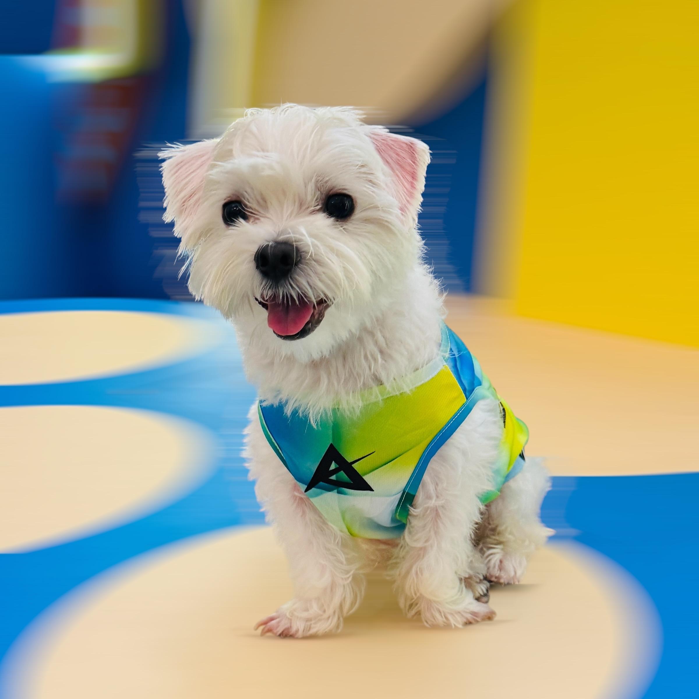 AKIV Dog Quick-Drying Vest | Luminous Ridge
AKIV 狗狗快乾背心 | 幻光山脊
