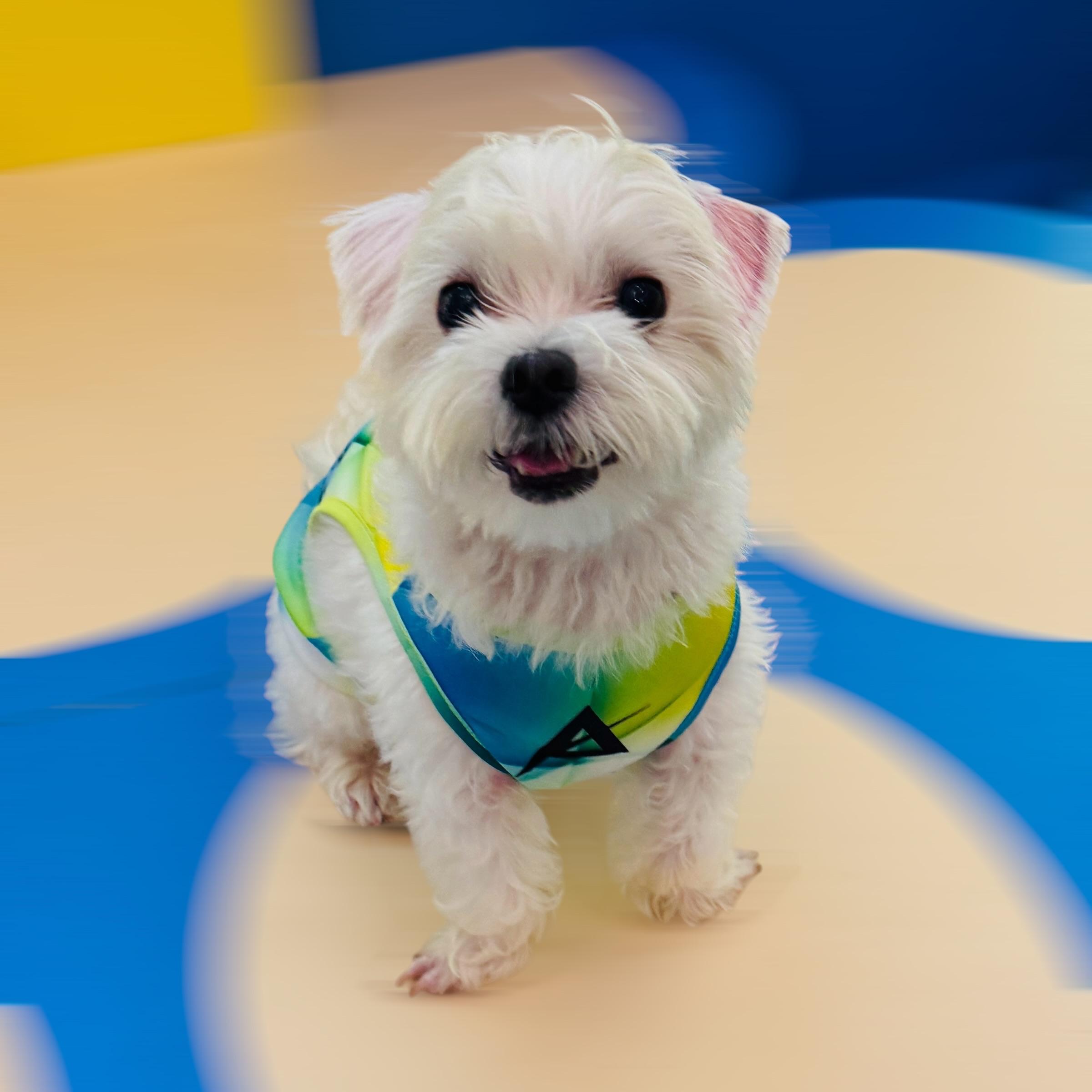 AKIV Dog Quick-Drying Vest | Luminous Ridge
AKIV 狗狗快乾背心 | 幻光山脊