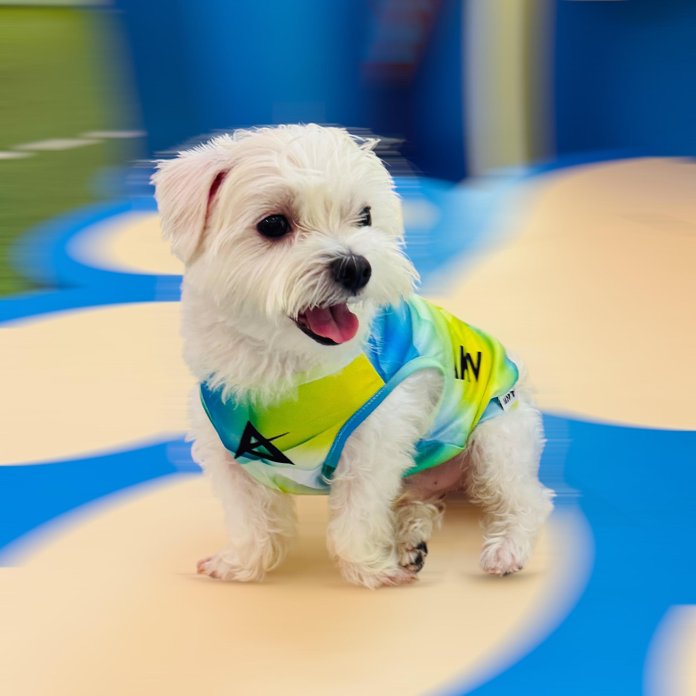 AKIV Dog Quick-Drying Vest | Luminous Ridge
AKIV 狗狗快乾背心 | 幻光山脊