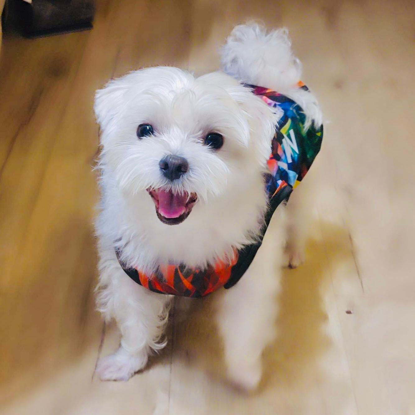Dog Quick-Drying Vest
狗狗快乾背心