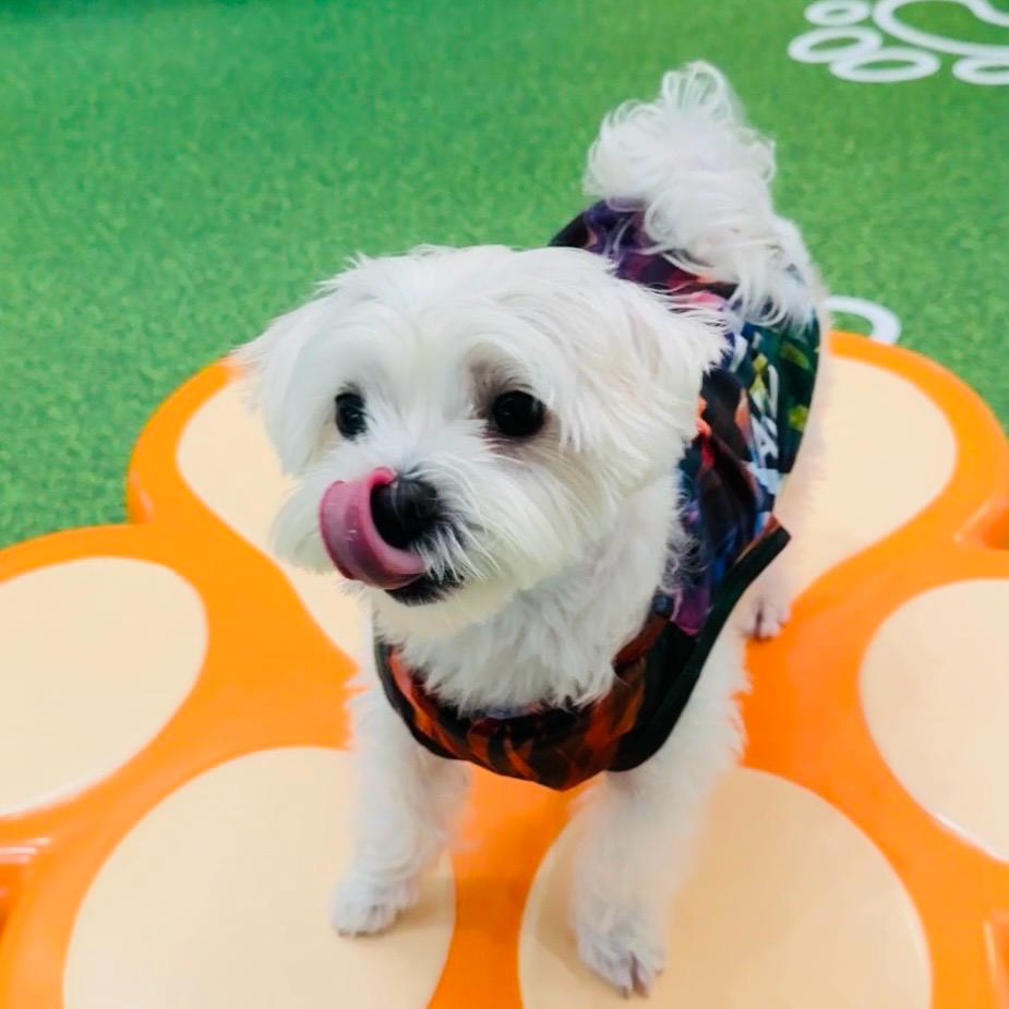 Dog Quick-Drying Vest
狗狗快乾背心