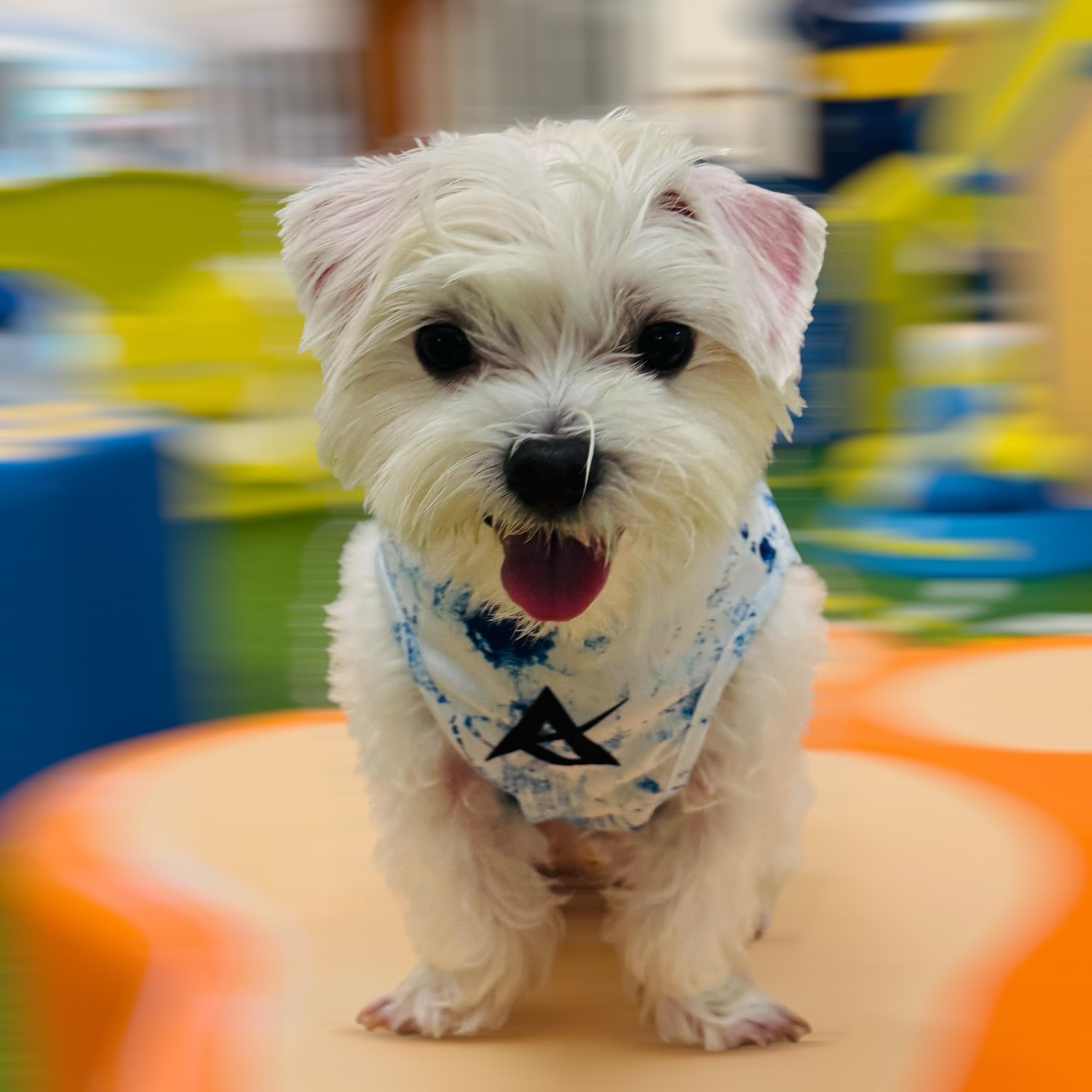 AKIV Dog Quick-Drying Vest | Aoki Wave
AKIV 狗狗快乾背心 | 青霧湧浪