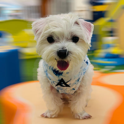 AKIV Dog Quick-Drying Vest | Aoki Wave
AKIV 狗狗快乾背心 | 青霧湧浪