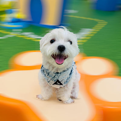 AKIV Dog Quick-Drying Vest | Aozora Mesh
AKIV 狗狗快乾背心 | 青空薄霧