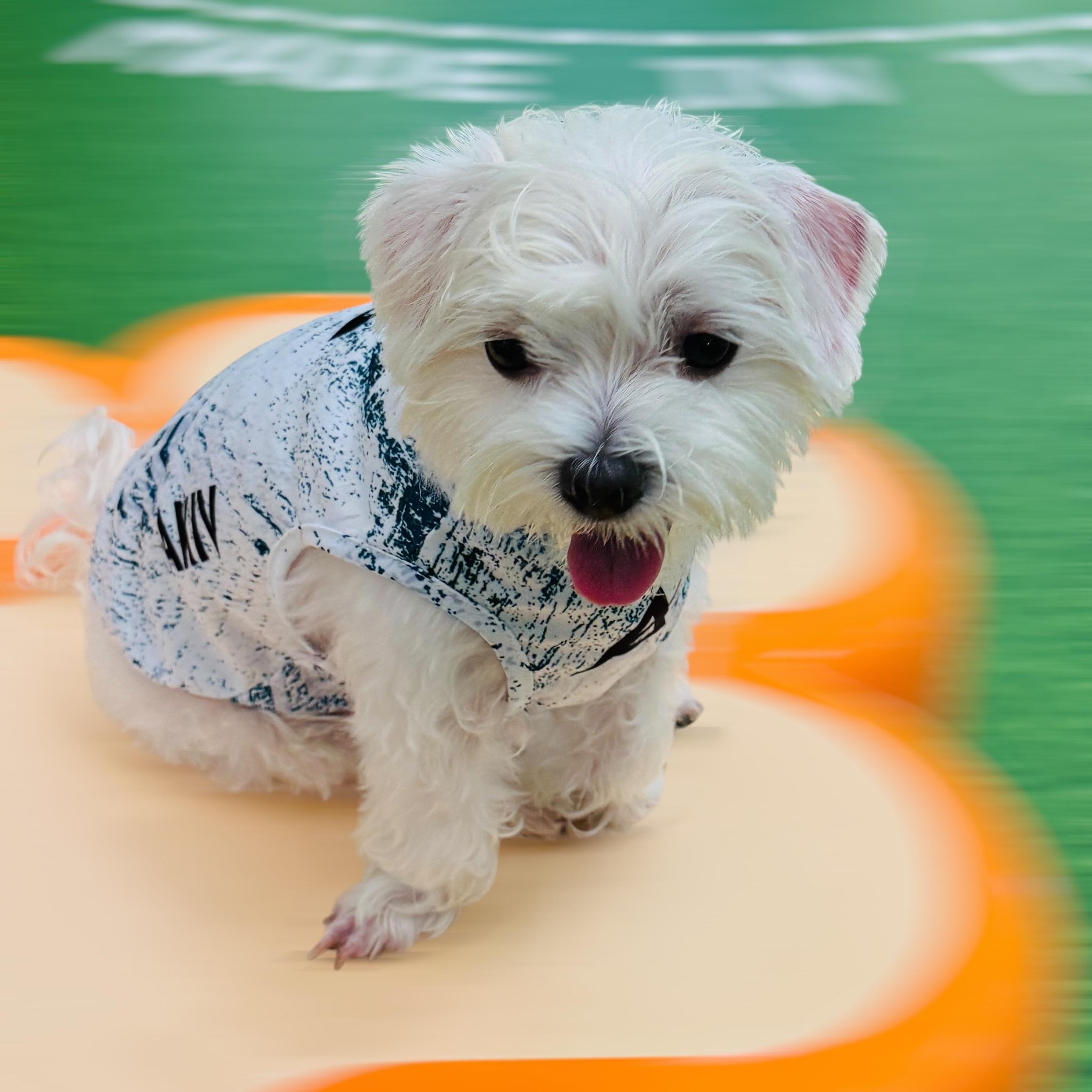 AKIV Dog Quick-Drying Vest | Aozora Mesh
AKIV 狗狗快乾背心 | 青空薄霧