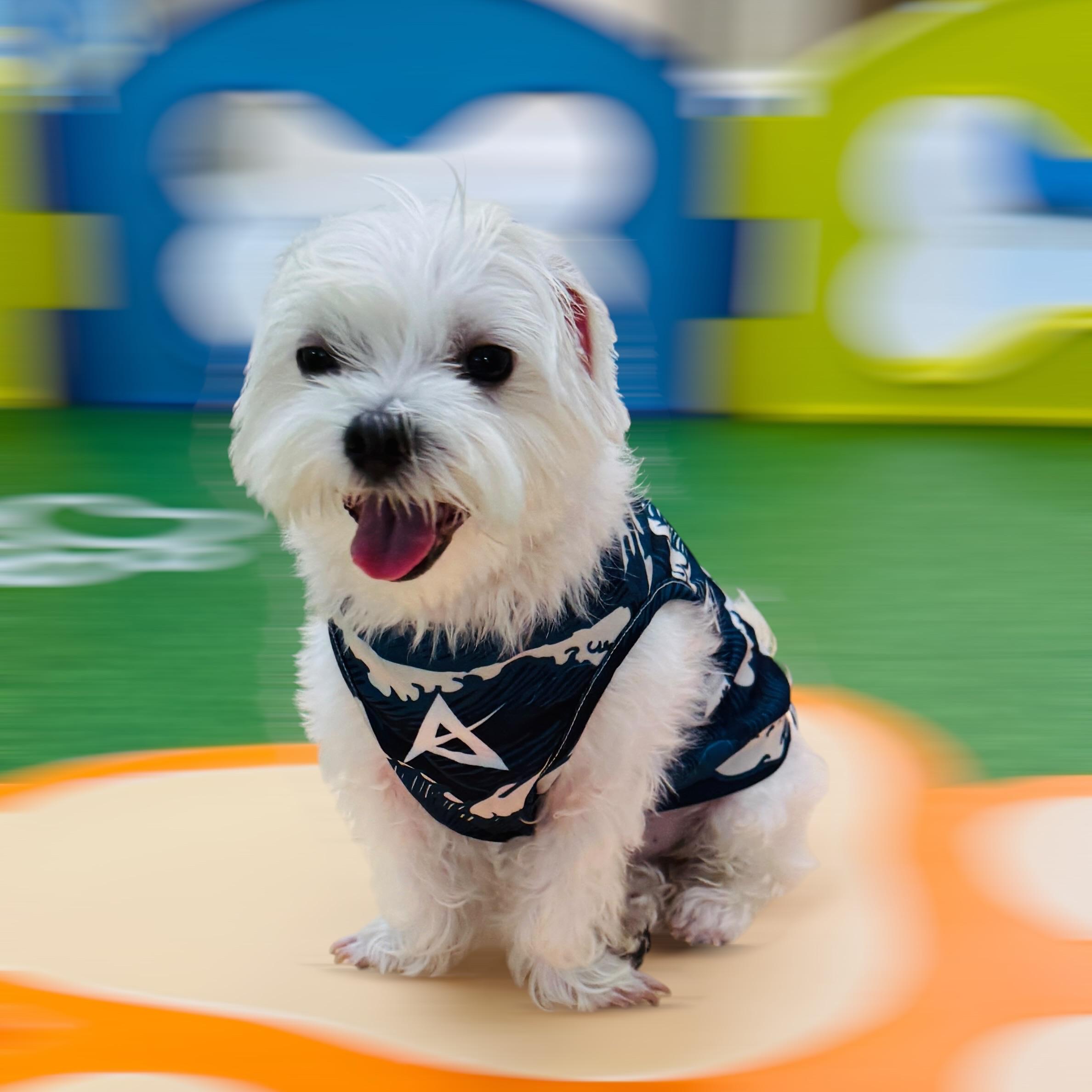 AKIV Dog Quick-Drying Vest | Dolphin Wave Realm
AKIV 狗狗快乾背心 | 白海豚浪境