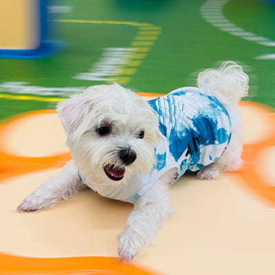 AKIV Dog Quick-Drying Vest | Lake Emerald Shadow
AKIV 狗狗快乾背心 | 翡翠湖畔影