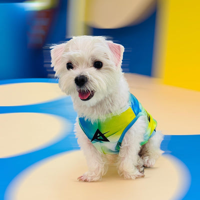 AKIV Dog Quick-Drying Vest | Luminous Ridge
AKIV 狗狗快乾背心 | 幻光山脊