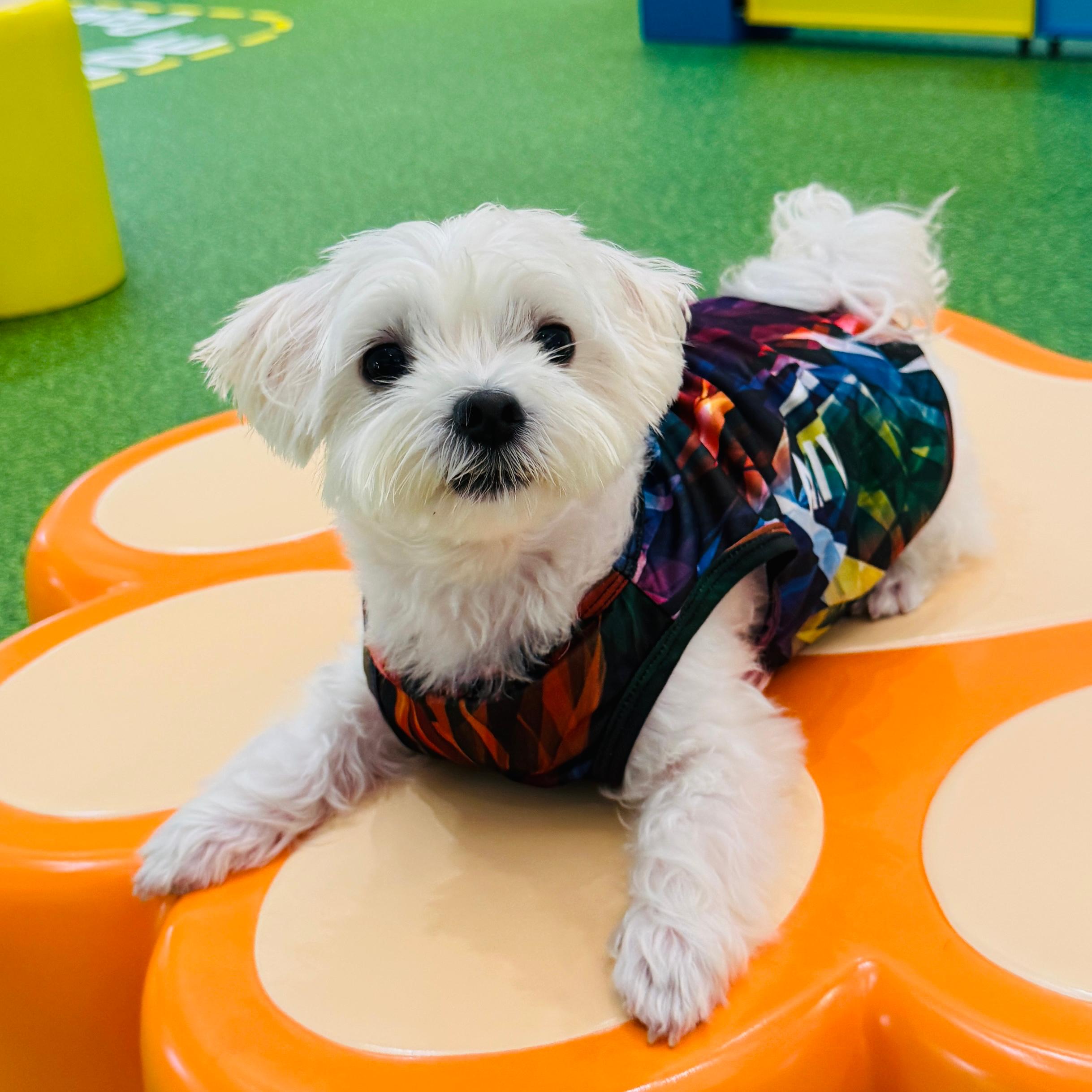 Dog Quick-Drying Vest
狗狗快乾背心