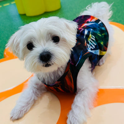 Dog Quick-Drying Vest
狗狗快乾背心